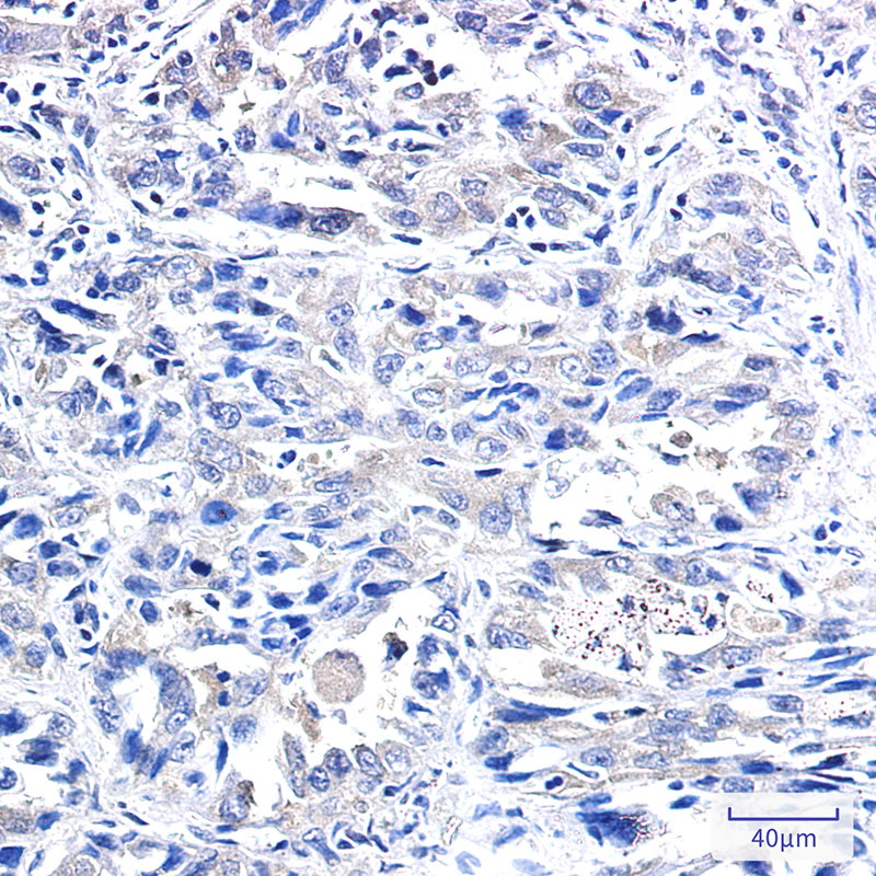 8 - IRF1 Rabbit mAb AP75631
