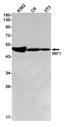 2 - IRF1 Rabbit mAb AP75631