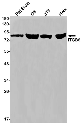 1 - Integrin beta 6 Rabbit mAb AP75635