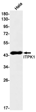 1 - ITPK1 Rabbit mAb AP75636