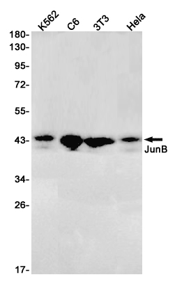 1 - JunB Rabbit mAb AP75640