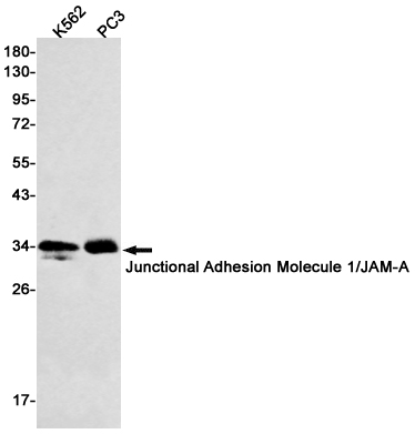 1 - Junctional Adhesion Molecule 1/JAM-A Rabbit mAb AP75641
