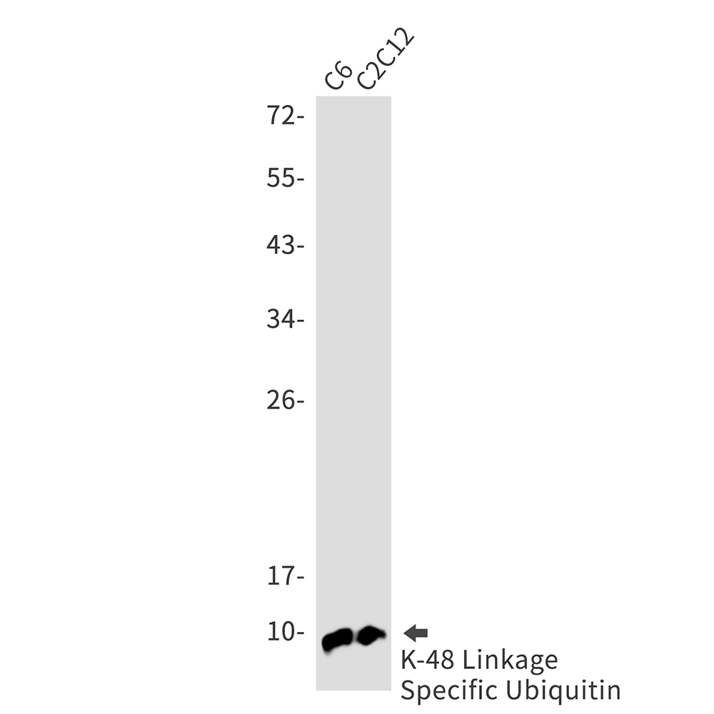 1 - Ubiquitin K48 Rabbit mAb AP75642