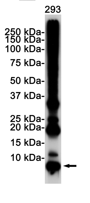 2 - Ubiquitin K48 Rabbit mAb AP75642