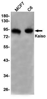 1 - Kaiso Rabbit mAb AP75643