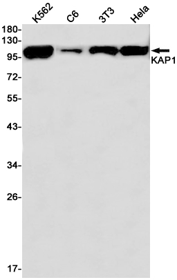 1 - KAP1 Rabbit mAb AP75644
