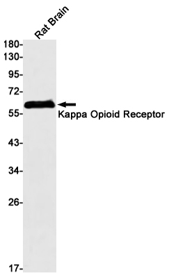 1 - kappa Opioid Receptor Rabbit mAb AP75645