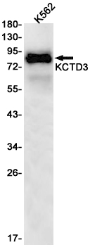1 - KCTD3 Rabbit mAb AP75648