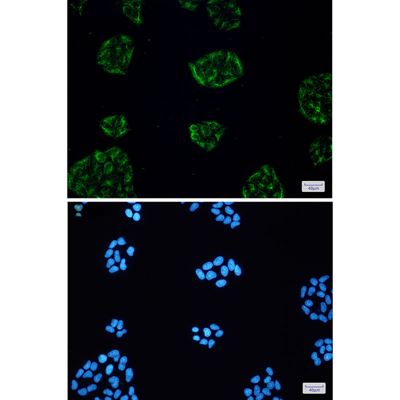 8 - KCTD9 Rabbit mAb AP75649