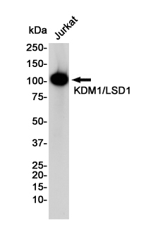 1 - KDM1/LSD1 Rabbit mAb AP75650