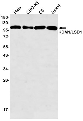 8 - KDM1/LSD1 Rabbit mAb AP75650