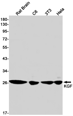 1 - KGF/FGF-7 Rabbit mAb AP75652