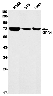 1 - KIFC1 Rabbit mAb AP75654