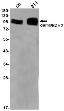 1 - KMT6/EZH2 Rabbit mAb AP75656