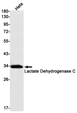 1 - Lactate Dehydrogenase C Rabbit mAb AP75659