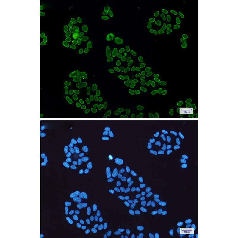 8 - Lamin A/C Rabbit mAb AP75660