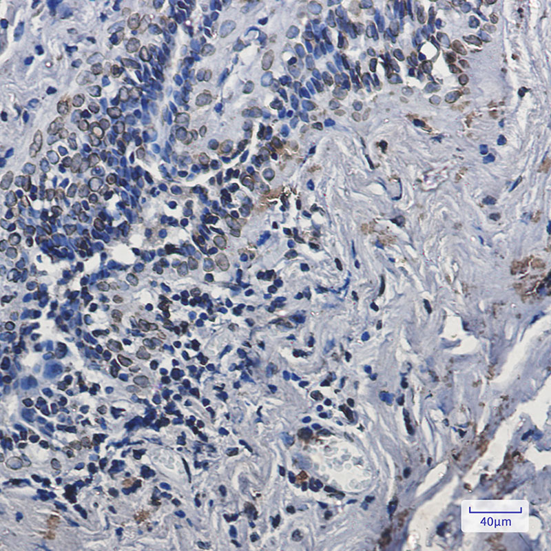 4 - Lamin A/C Rabbit mAb AP75660