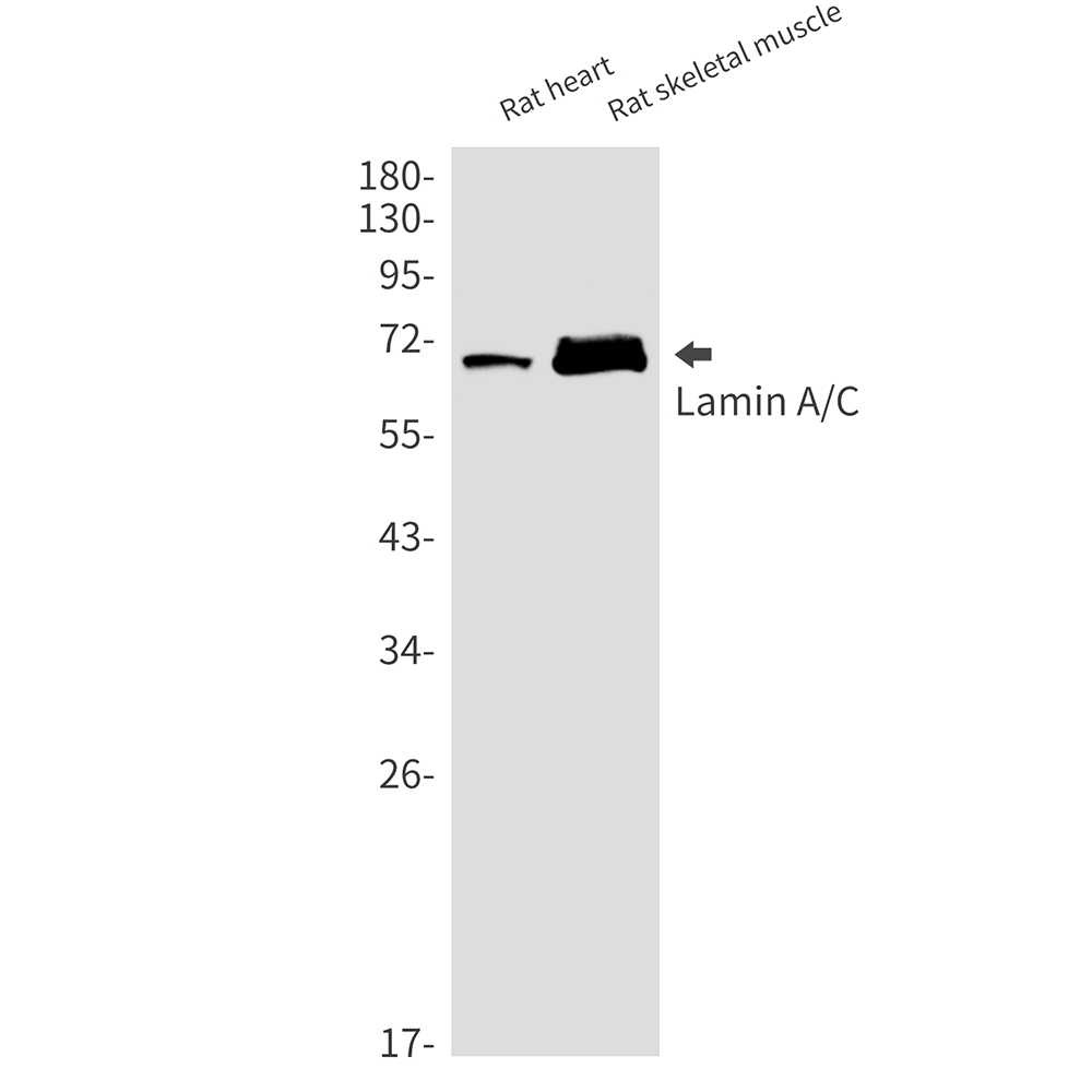 1 - Lamin A/C Rabbit mAb AP75660