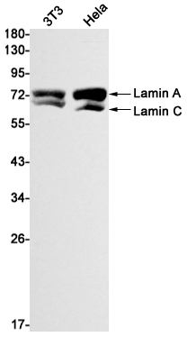 2 - Lamin A/C Rabbit mAb AP75660