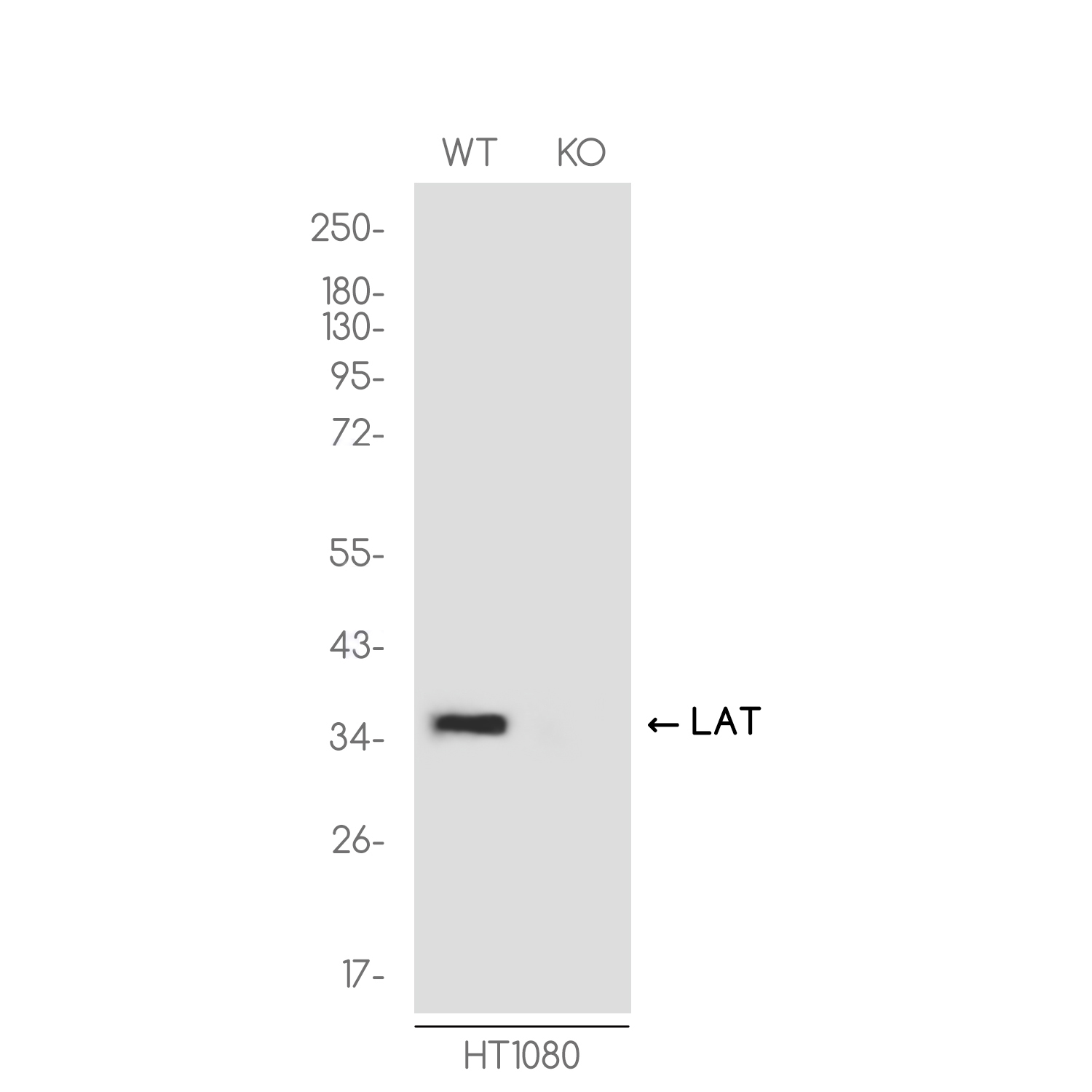 1 - [KO]LAT Rabbit mAb AP75668