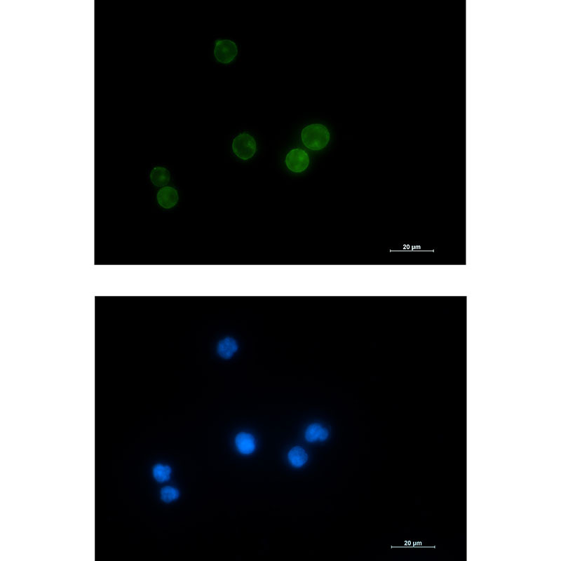 1 - Lck Rabbit mAb AP75669