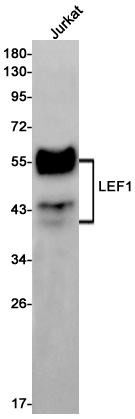 2 - LEF1 Rabbit mAb AP75670