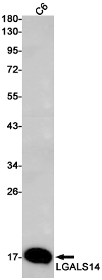 8 - LGALS14 Rabbit mAb AP75673