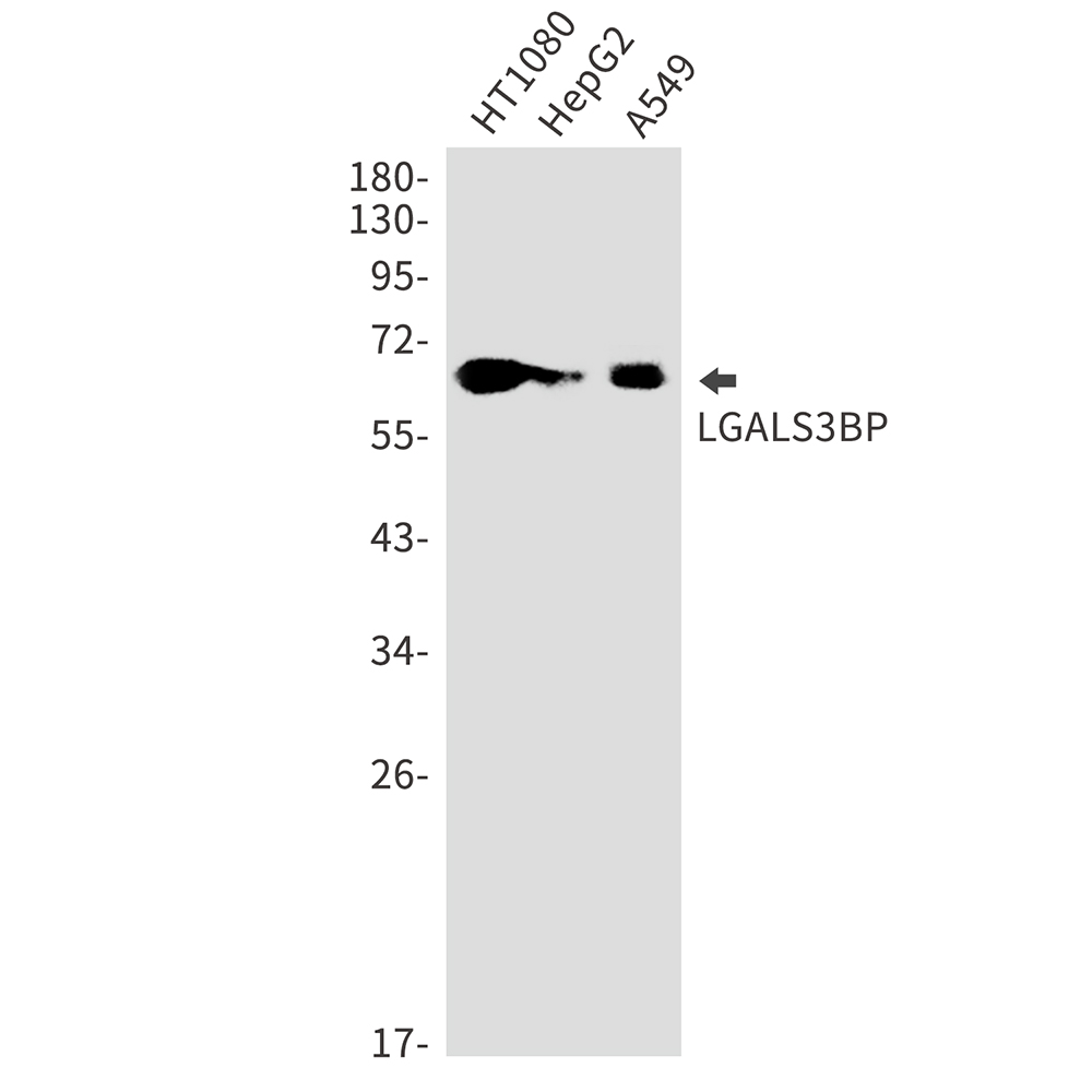 1 - LGALS3BP Rabbit mAb AP75674