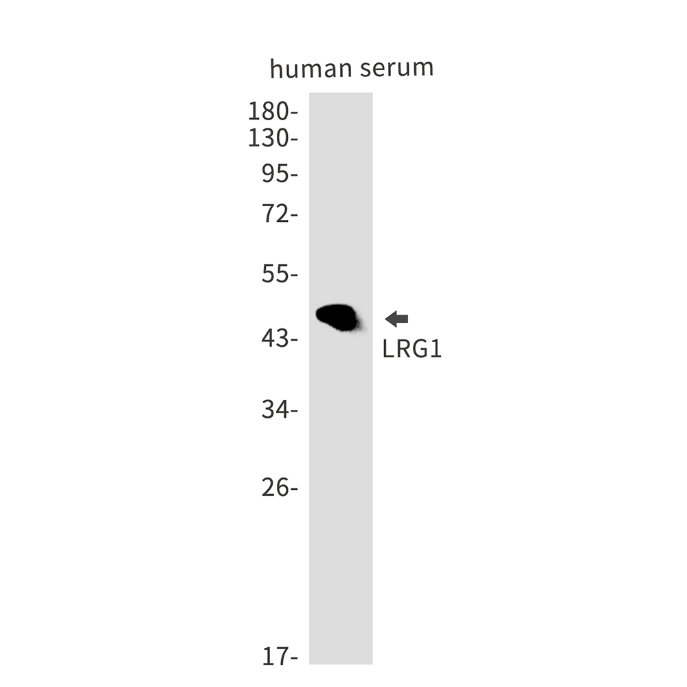 1 - LRG1 Rabbit mAb AP75681