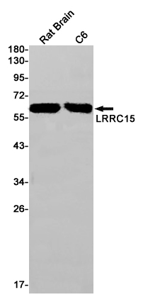 1 - LRRC15 Rabbit mAb AP75682