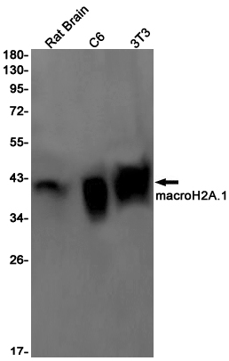 1 - mH2A1 Rabbit mAb AP75686