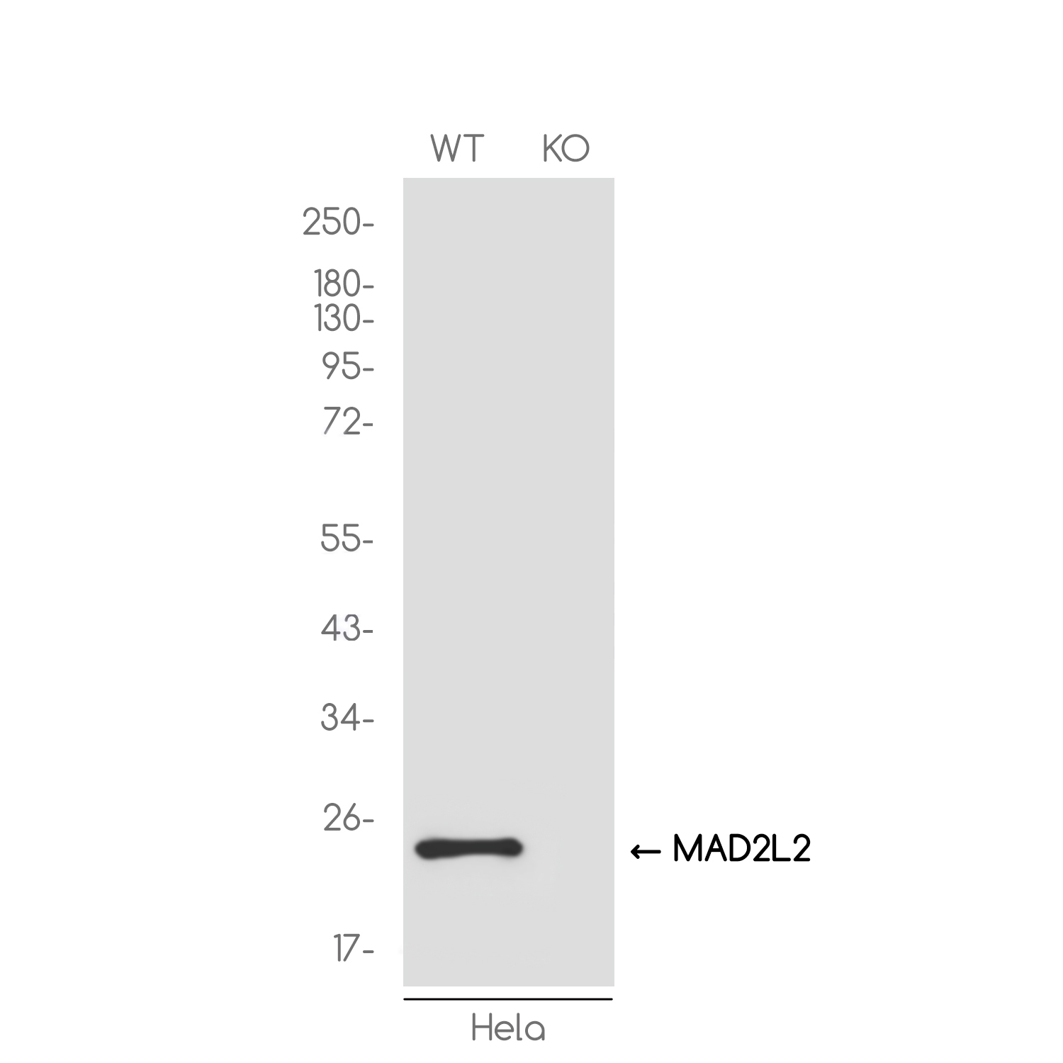1 - [KO]MAD2L2 Rabbit mAb AP75687