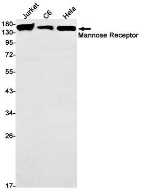 1 - Mannose Receptor/CD206 Rabbit mAb AP75689