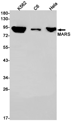 1 - [KO]MetRS Rabbit mAb AP75692