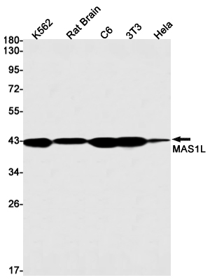 1 - MAS1L Rabbit mAb AP75693