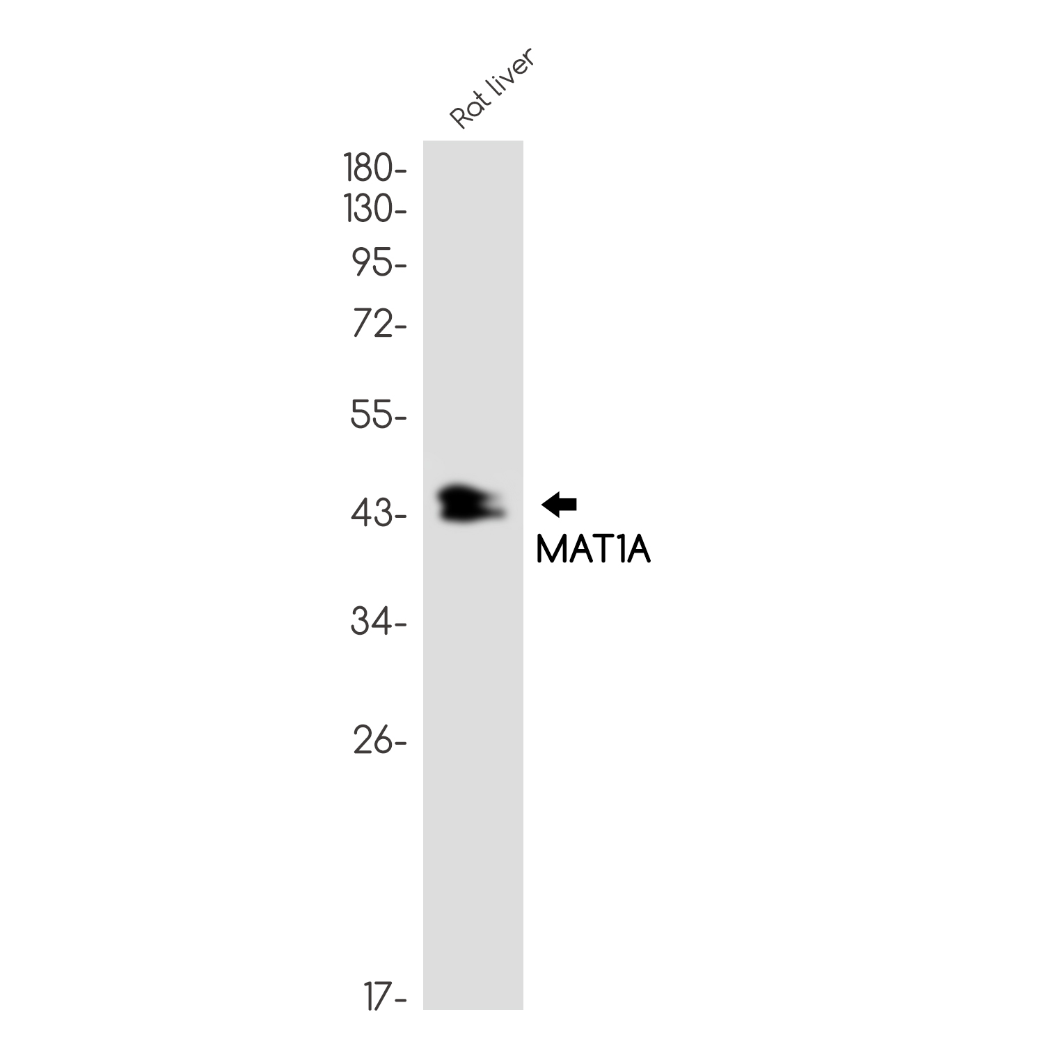 1 - MAT1A Rabbit mAb AP75694