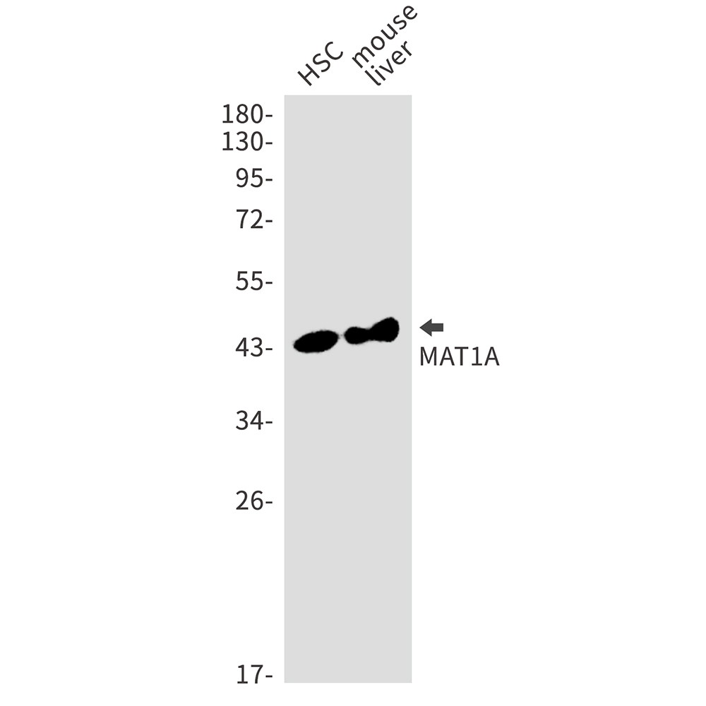 5 - MAT1A Rabbit mAb AP75694
