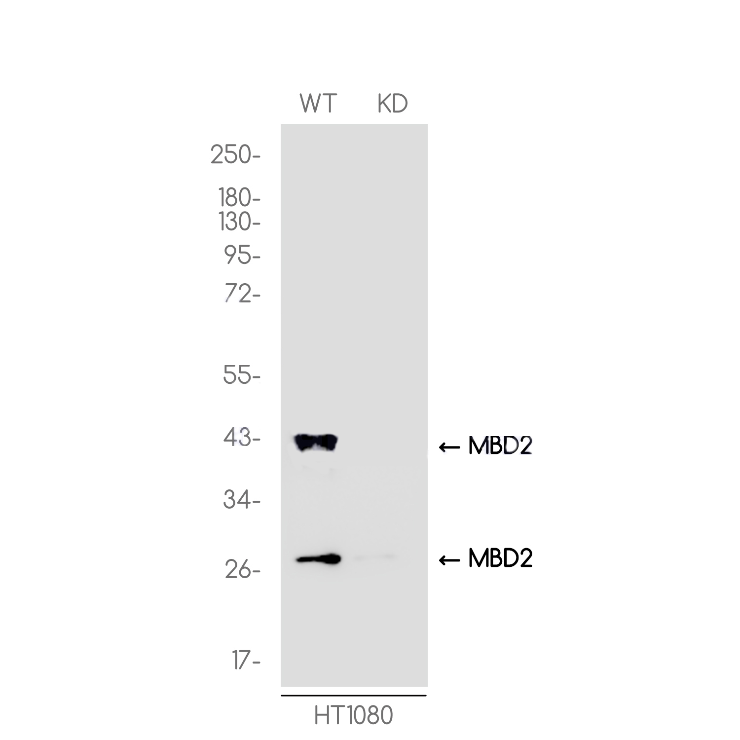1 - [KD]MBD2 Rabbit mAb AP75695