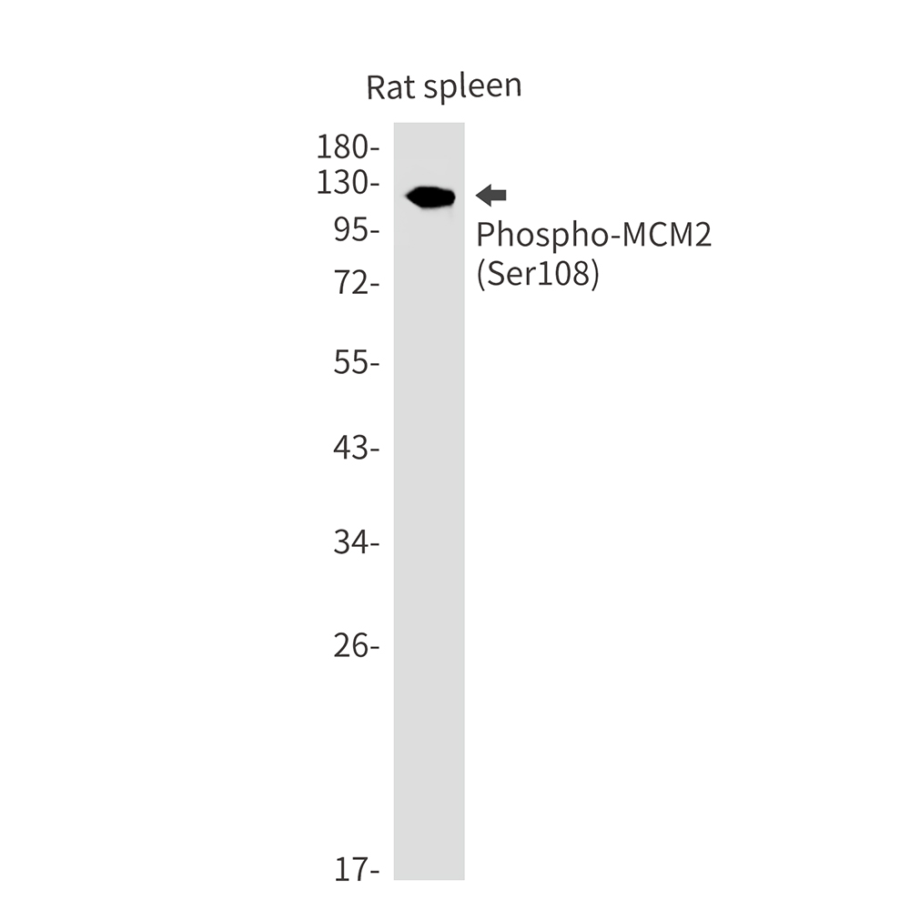 1 - Phospho-MCM2 (Ser108) Rabbit mAb AP75696