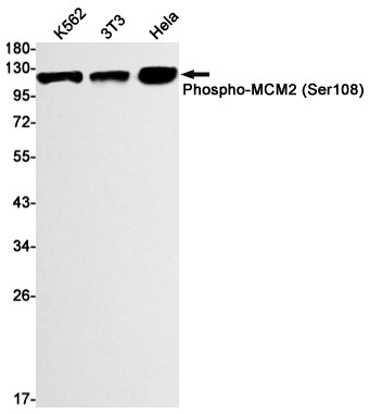 8 - Phospho-MCM2 (Ser108) Rabbit mAb AP75696