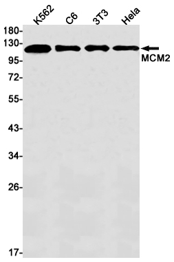 1 - MCM2 Rabbit mAb AP75697