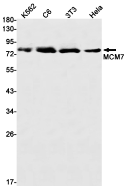 4 - [KO]MCM7/PRL Rabbit mAb AP75698