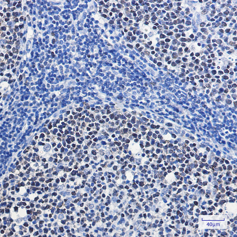 8 - MCM7/PRL Rabbit mAb AP75699