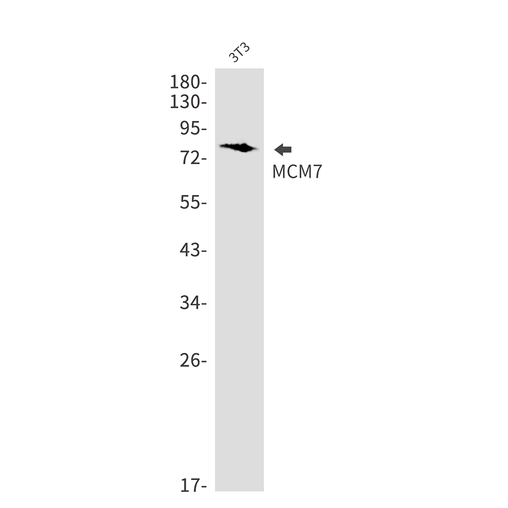 1 - MCM7/PRL Rabbit mAb AP75699