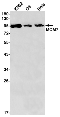 2 - MCM7/PRL Rabbit mAb AP75699