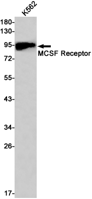 1 - CSF1R/CD115 Receptor Rabbit mAb AP75701