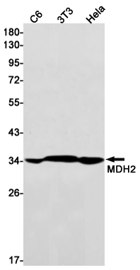 1 - MDH2 Rabbit mAb AP75703