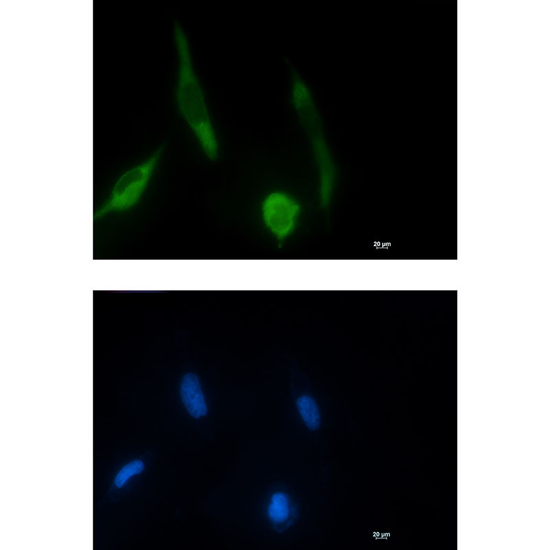 1 - Phospho-MEK1 (Ser298) Rabbit mAb AP75707