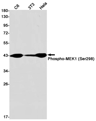 2 - Phospho-MEK1 (Ser298) Rabbit mAb AP75707