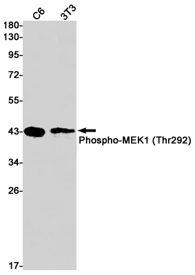 1 - Phospho-MEK1 (Thr292) Rabbit mAb AP75708